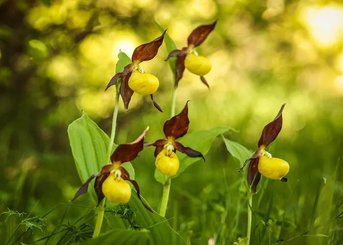 Casa Rios Pensionat Biescas (Aragon)